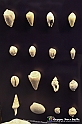 VBS_9056 - Museo Paleontologico - Asti